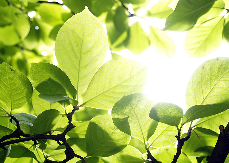 樹細胞中的膨脹壓力滲透和節律如何支持樹木