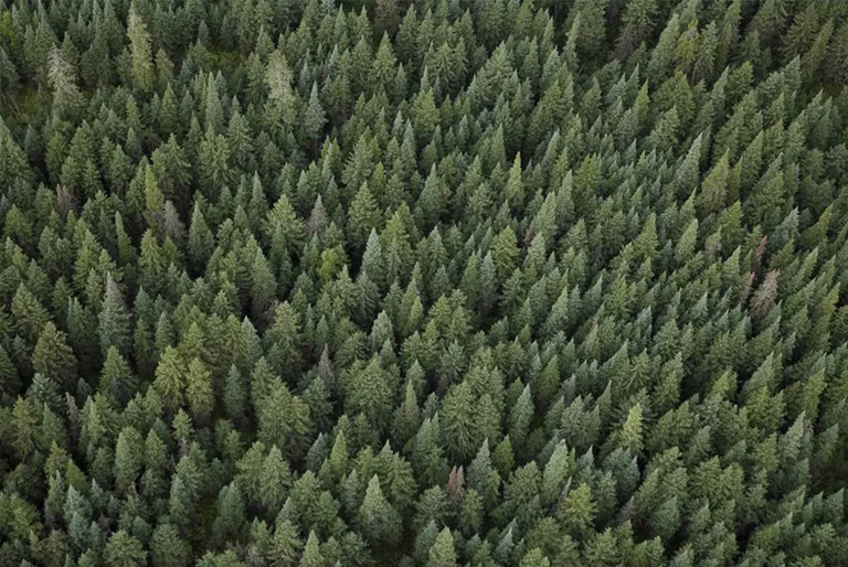 什么是木材旋轉期木材旋轉期意義和作用是什么