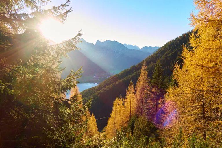 鑒定常見的硬木-北美硬木樹鑒定指南