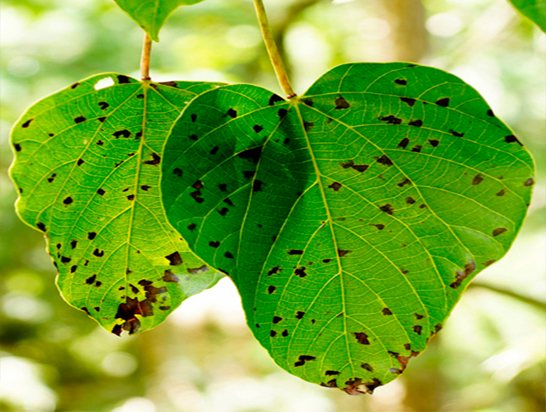 32多種常見的樹木b害導(dǎo)致大多數(shù)樹木的健康下降和死亡（一）