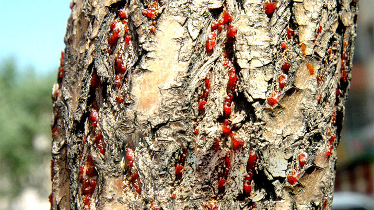 32多種常見的樹木b害導(dǎo)致大多數(shù)樹木的健康下降和死亡（四）