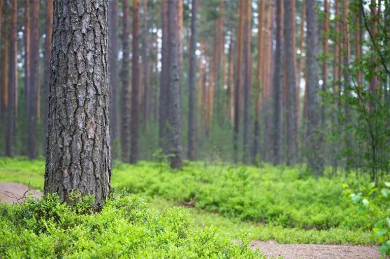如何在沒有化學品的情況下殺死樹木-樹木控制減除化學品