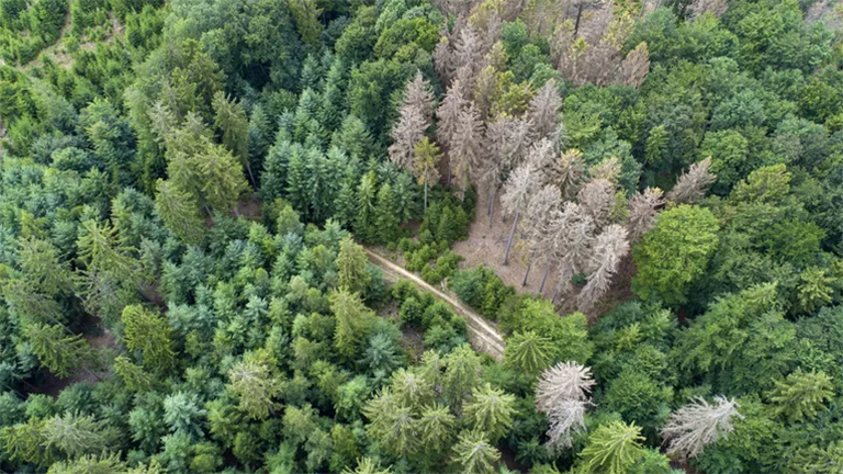 各種致命的針葉樹(shù)b詳細(xì)介紹