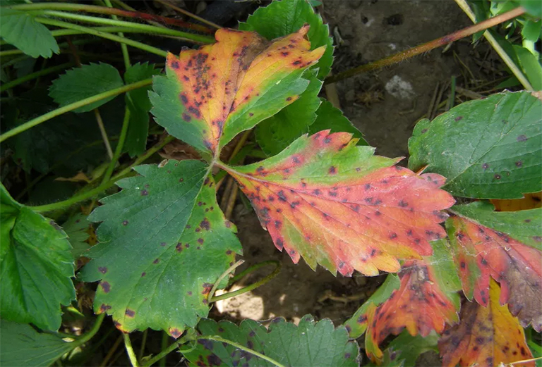 葉燒焦樹(shù)b預(yù)防和控制-由不利的環(huán)境引起的