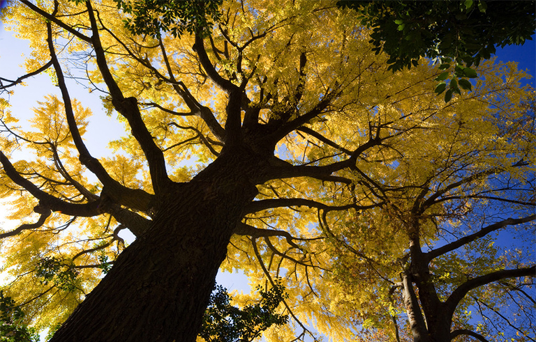 3發(fā)生生長(zhǎng)的樹形結(jié)構(gòu)-所有樹木的大部分由無生命的組織組成