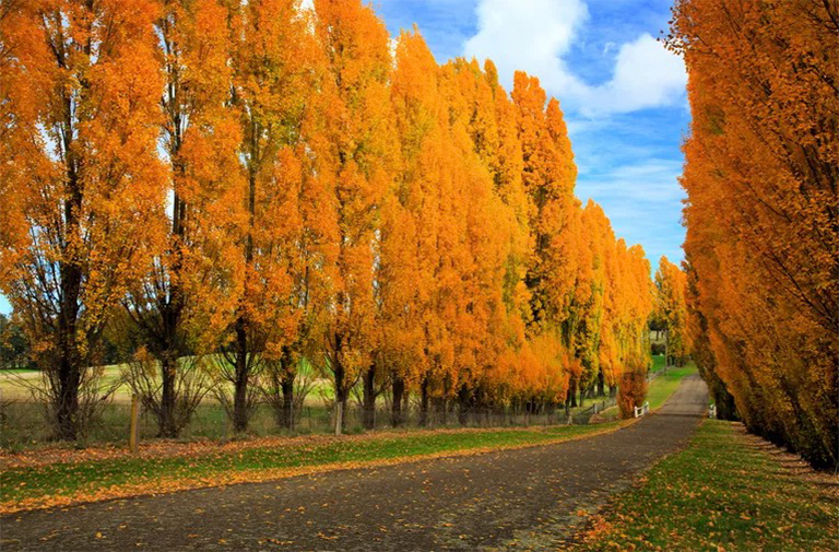 雜交楊的優缺點-我們應該種雜交楊樹嗎