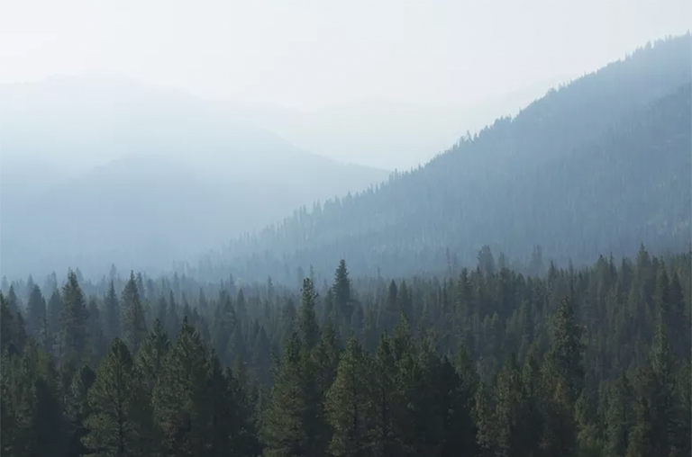 北美主要針葉樹及其描述-常見的商業(yè)軟木樹和森林協(xié)會(huì)（一）