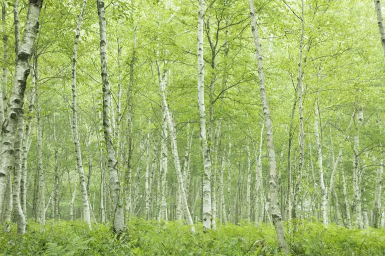 區(qū)分硬木和軟木樹-通常是正確的，但這不是的規(guī)則