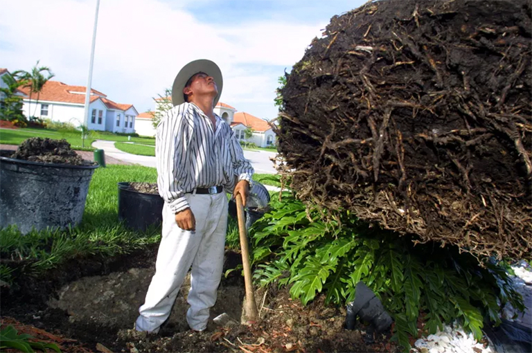 照顧新栽種移植物的樹(shù)木-如何避免對(duì)重新種植或移植的樹(shù)木造成損害