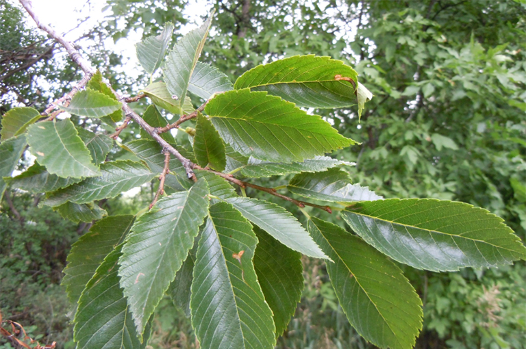 北美常見(jiàn)的硬木樹(shù)-北美常見(jiàn)的硬木樹(shù)歷史和棲息地（三）