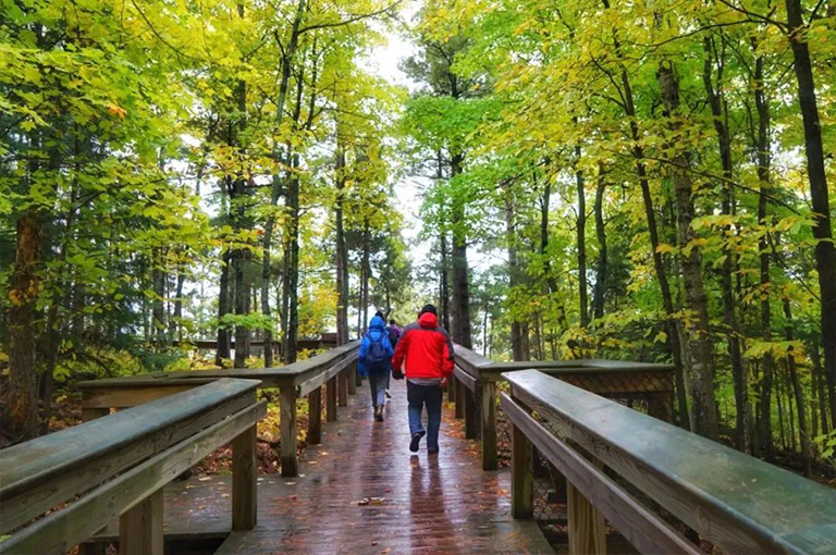 您可以定義高潮森林嗎