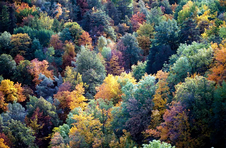 溫帶森林生態系統-世界上主要的棲息地之一