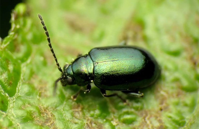 12種糟糕的菜園害蟲-不使用化學藥品即可收回您的花園（三）