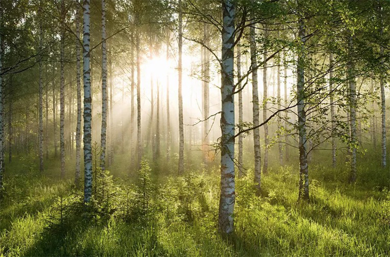 什么是固碳-固碳的重點(diǎn)在于處理碳而不是阻止其釋放