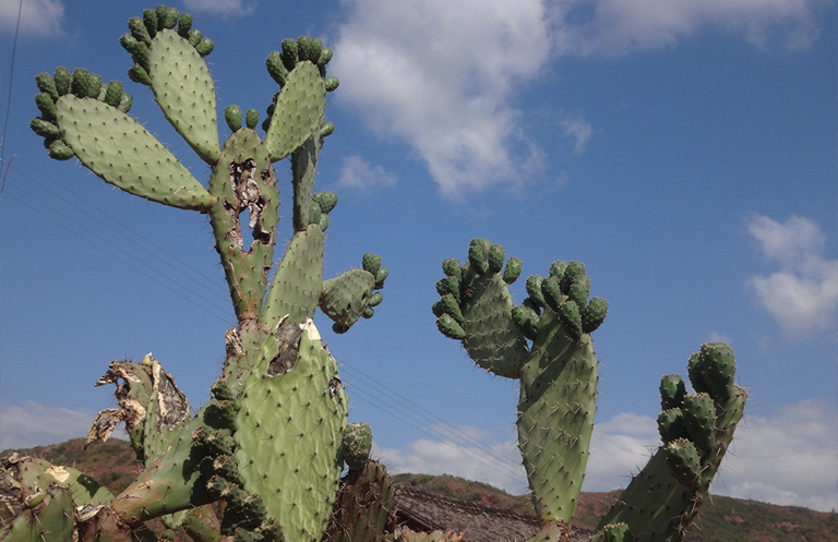 C3，C4和CAM植物對氣候變化的適應(二)