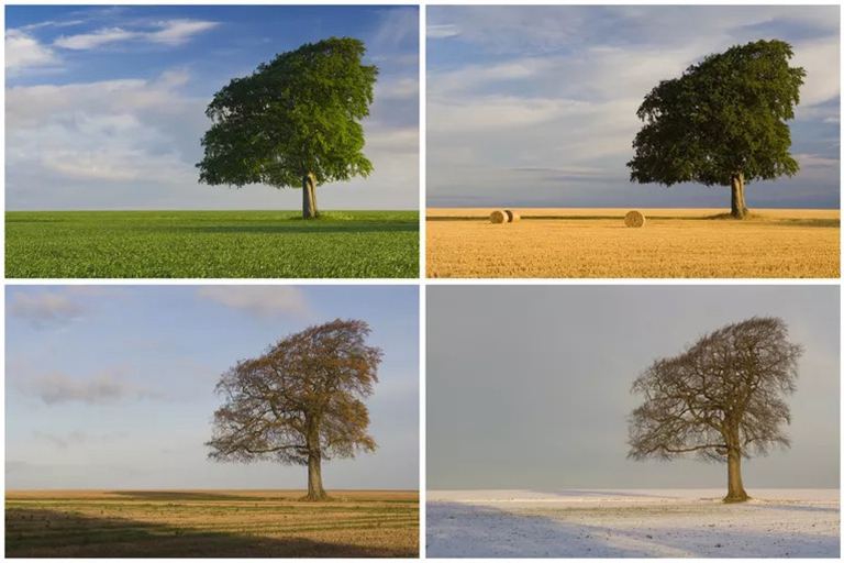 季節(jié)性-考古學家如何以及為什么研究季節(jié)變化的影響