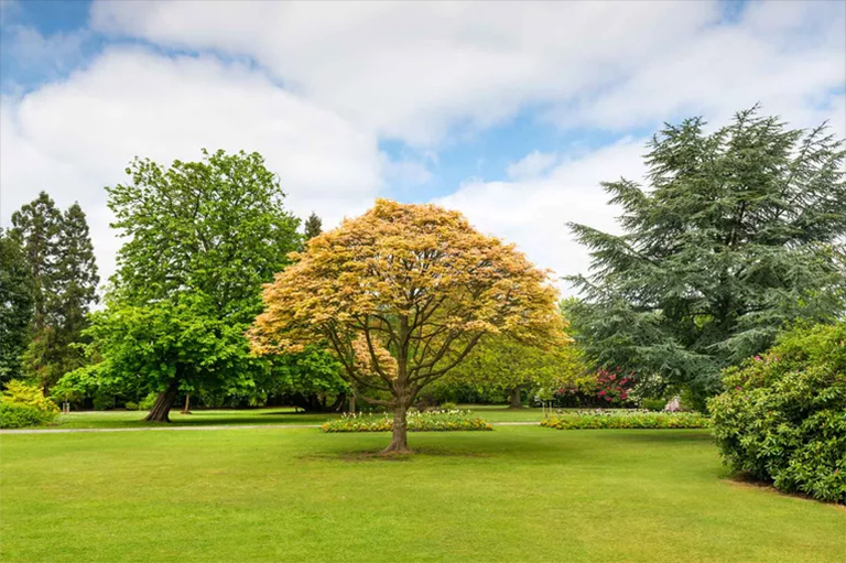 活樹(shù)有價(jià)值的原因-樹(shù)木有助于凈化空氣 水 土壤