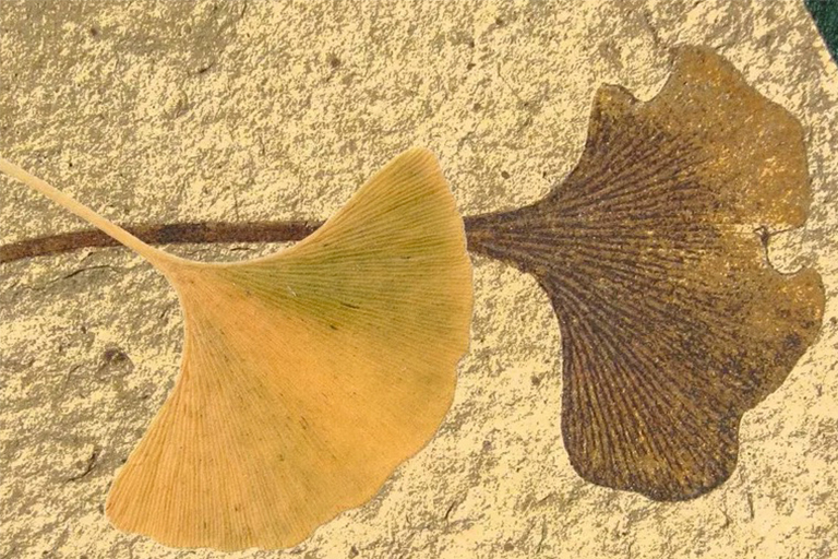 “活化石”植物地質(zhì)過去的三個幸存者-銀杏 水杉 狼尾草