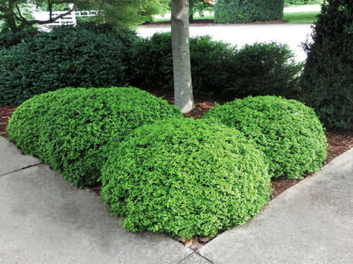 罕見的園林植物b-黃楊木枯萎b