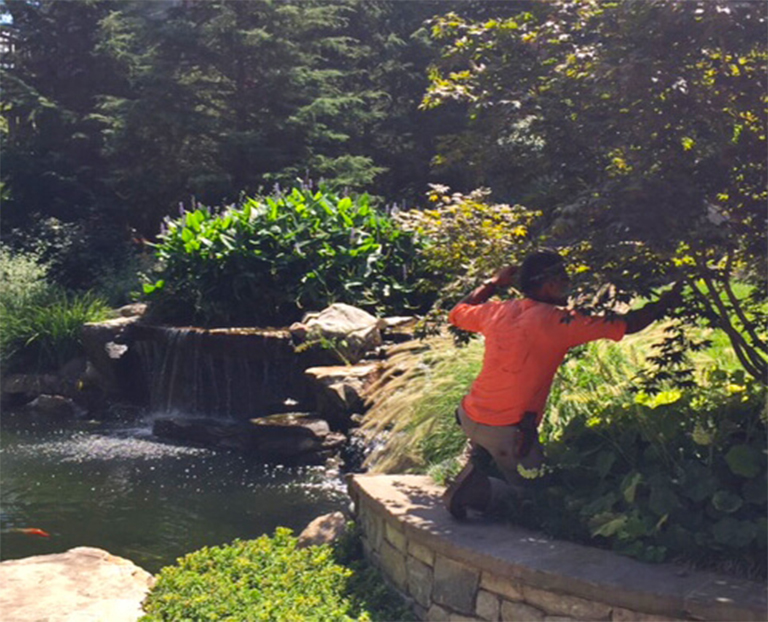 巧妙的修剪需要專業知識和技巧以及常用修剪技術術語