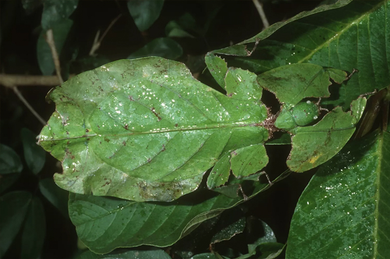 葉子的入侵者-模仿葉子的7種動(dòng)物（下）