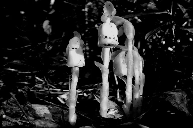 從娃娃的眼睛到白色的鬼魂-7種怪異的植物