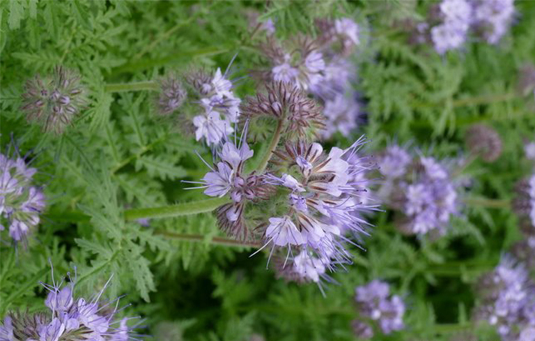 沙漠植物百科全書-藍翅草