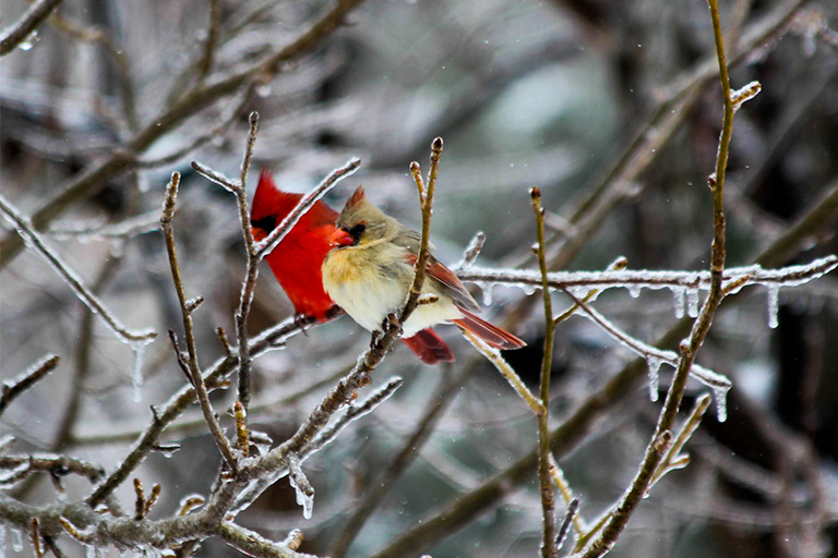 花園護(hù)理使花園加蓬勃發(fā)展