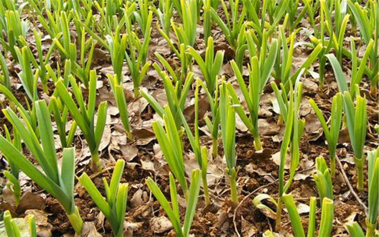 哪個烹飪天才先想到了使用大蒜這種植物作為烹飪食物的佐料