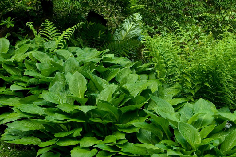 朝北的植物花園創意-充分利用陰涼的戶外空間的重要秘訣（上）