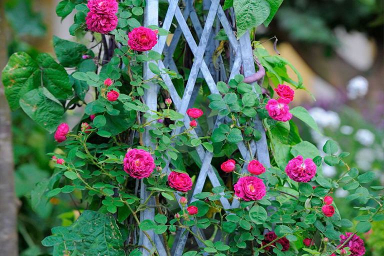 山寨植物花園創意–在任何環境下創建迷人的鄉村f 格植物花園(上）