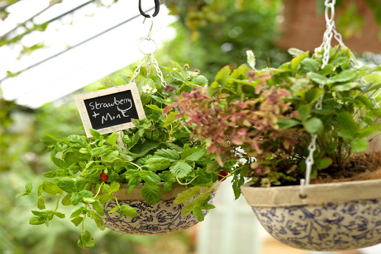 開春在植物花園的工作–準備蔬菜田，種植吊籃和培育草坪（上）