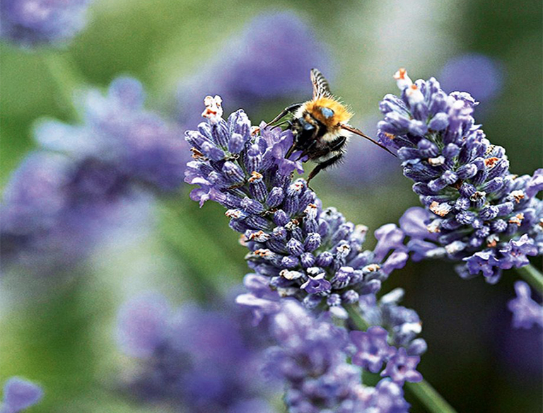 15種簡(jiǎn)單創(chuàng)意方法將植物花園變成野生動(dòng)物的天堂（中）