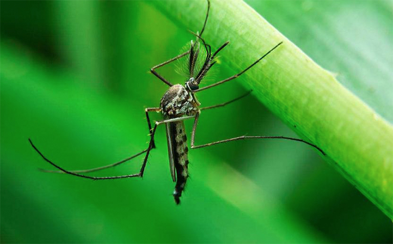 夏天來(lái)了北京廠(chǎng)家教您如何驅(qū)除您的后院的蚊子