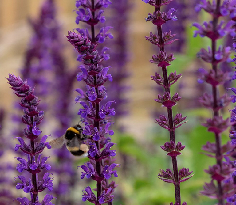 2021年植物花園主要外觀和必備品裝飾發展趨勢（中）