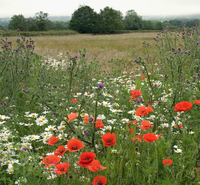2021年植物花園主要外觀和必備品裝飾發展趨勢（下）