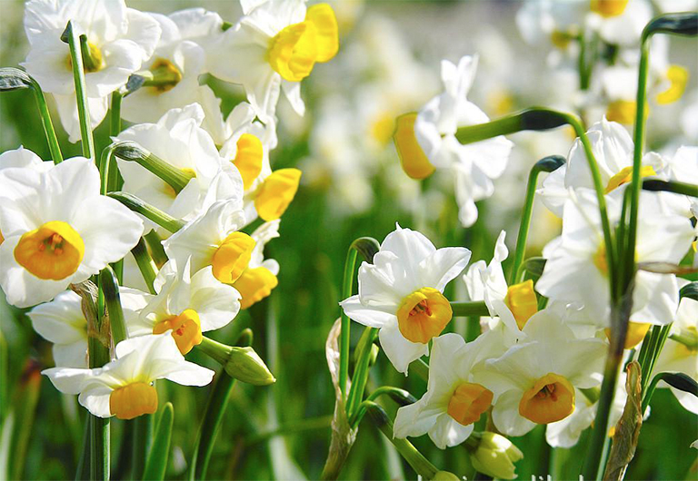 春天夏天來了——水仙花也跟著來了