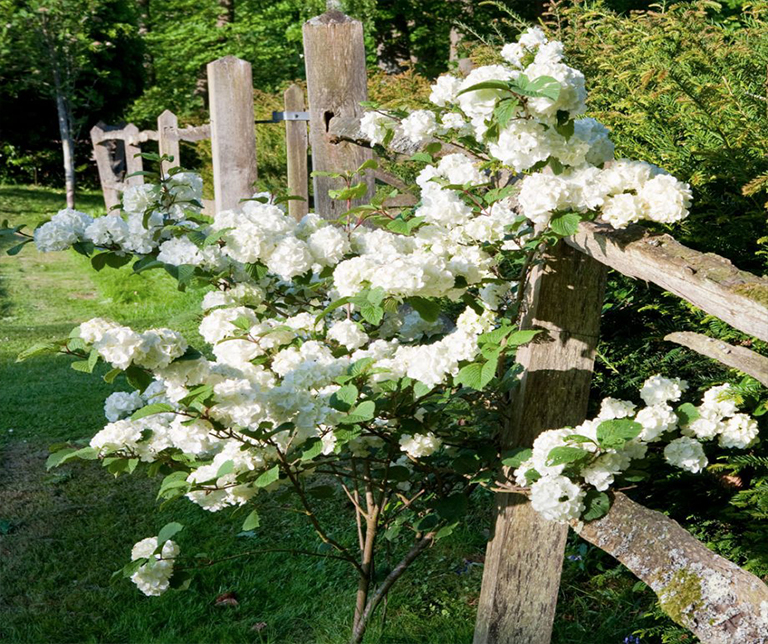 如何使小植物花園看起來(lái)和感覺(jué)大 (下)