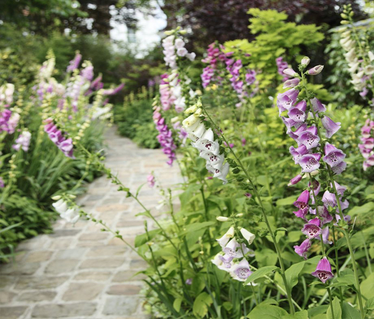 11月在植物花園里要做的工作—播種、設計和裝飾（下）
