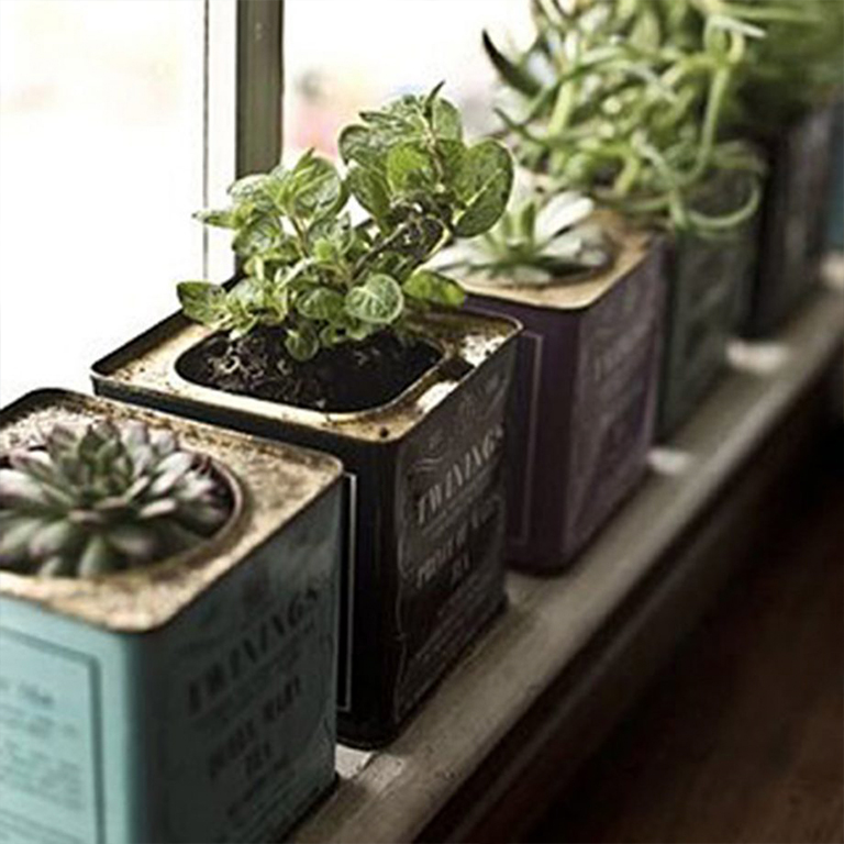 熱門(mén)夏季植物花園娛樂(lè)活動(dòng)趨勢(shì)（下）