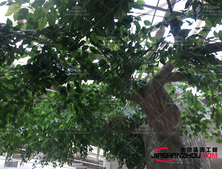 仿真樹的適應性和耐久性人造仿真樹要經(jīng)過特殊的工藝處理和測試