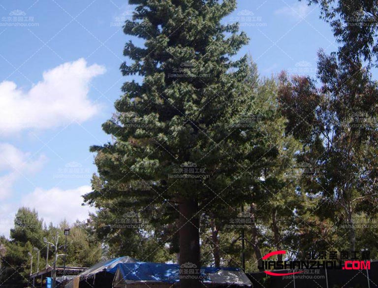 提高仿真樹品質生產廠家應該加強品質管理和技術研發(fā)