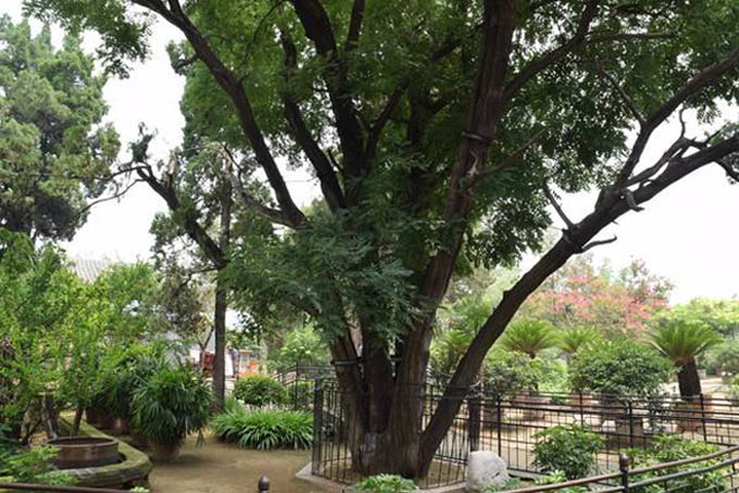 仿真樹.jpg 仿真樹