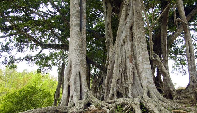 仿真榕樹.jpg 仿真榕樹
