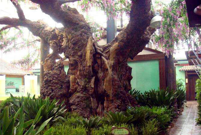 仿真樹(shù).jpg 仿真樹(shù)