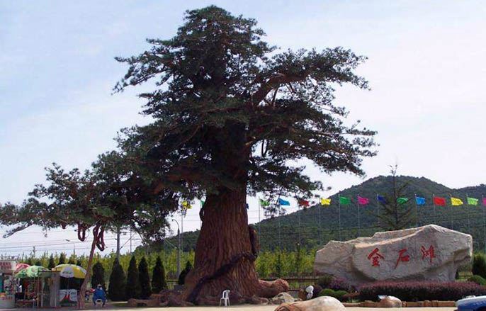 仿真樹.jpeg 仿真樹