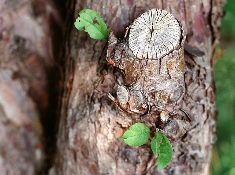 仿真樹.jpg 仿真樹