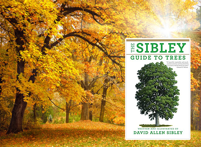 仿真樹.jpg 仿真樹