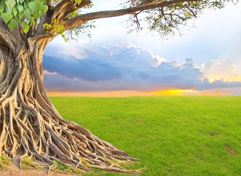 仿真樹.jpg 仿真樹