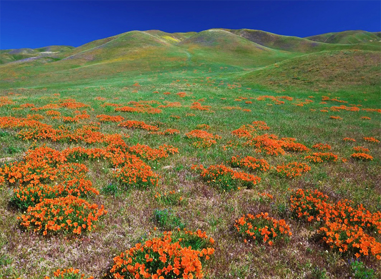 安吉利斯國家森林公園在加利福尼亞.jpg 安吉利斯國家森林公園在加利福尼亞